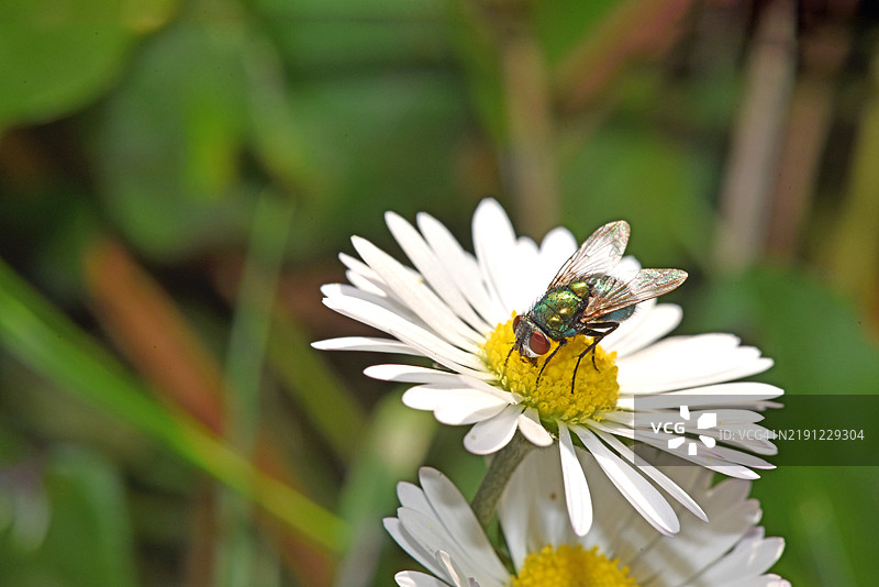 昆虫在花朵上的特写镜头图片素材