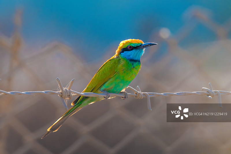 蜜蜂栖息在金属上的特写镜头图片素材
