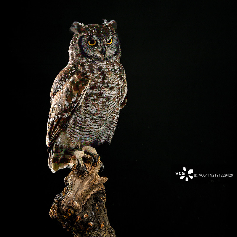 大角猫头鹰栖息在木头上，背景为黑色图片素材