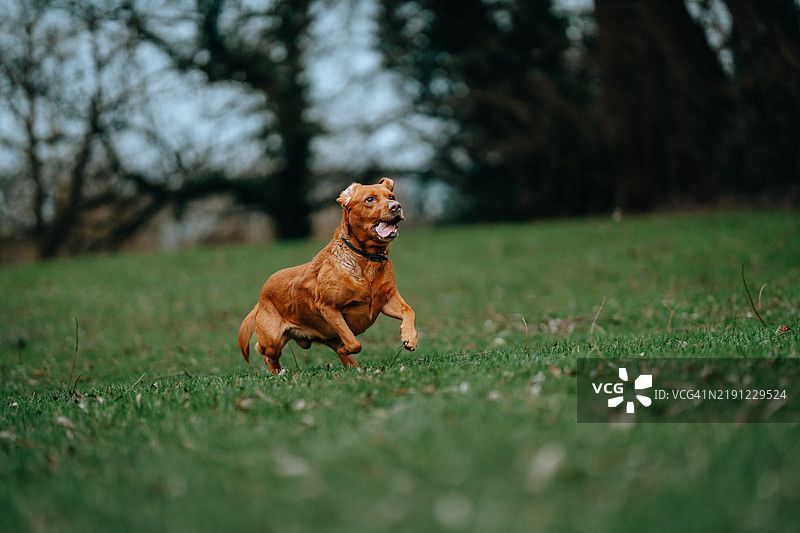 纯种猎犬在田野上奔跑的侧面视图图片素材