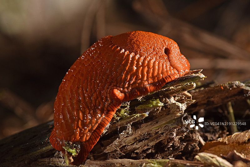 树干上的蜗牛特写图片素材
