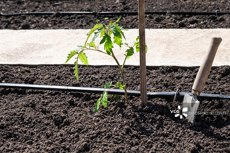 自动浇水的床上种植的番茄幼苗图片素材