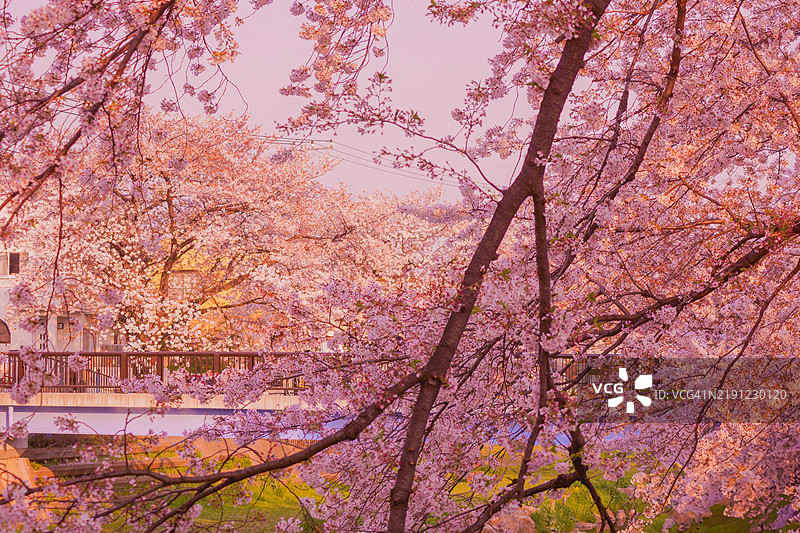 樱花与宁静的野川河畔图片素材