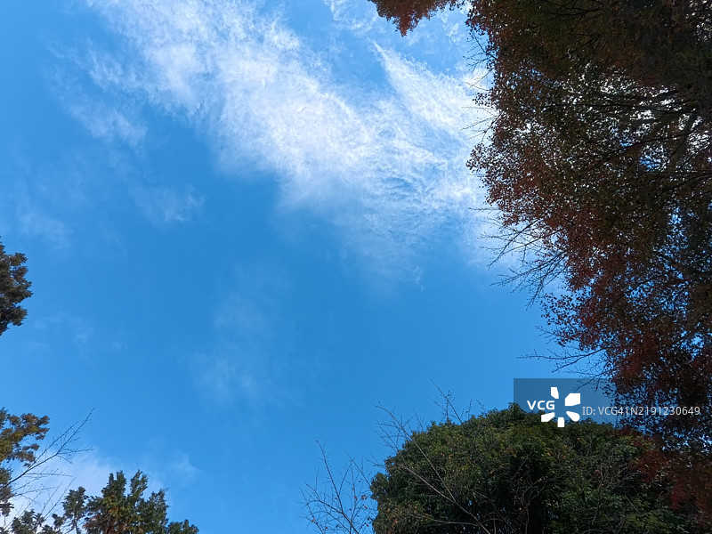 低角度视图的树木与蓝天相映图片素材