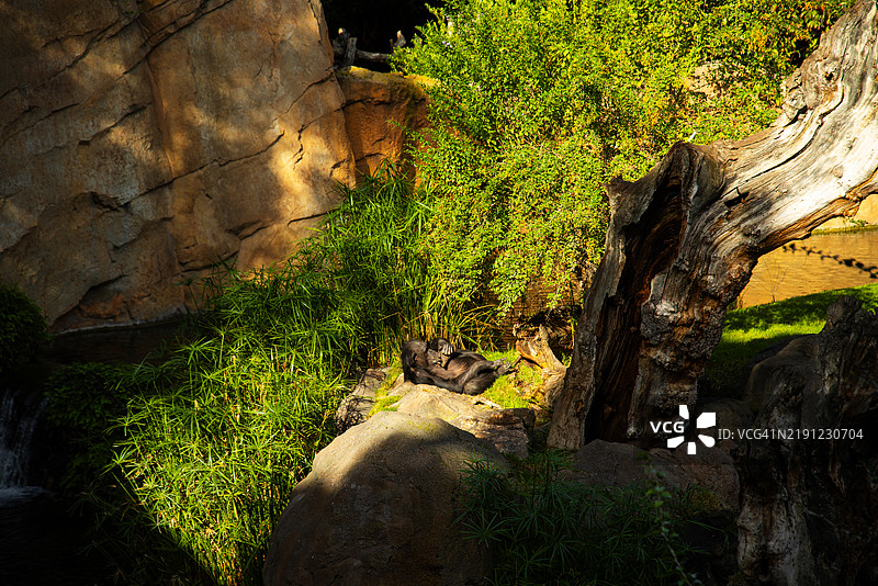 岩石上生长的苔藓特写图片素材