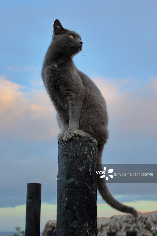 猫坐在木桩上的特写镜头图片素材