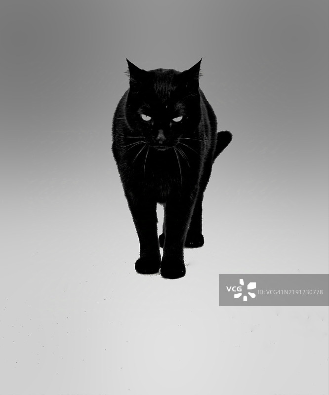 灰色背景下的猫特写图片素材