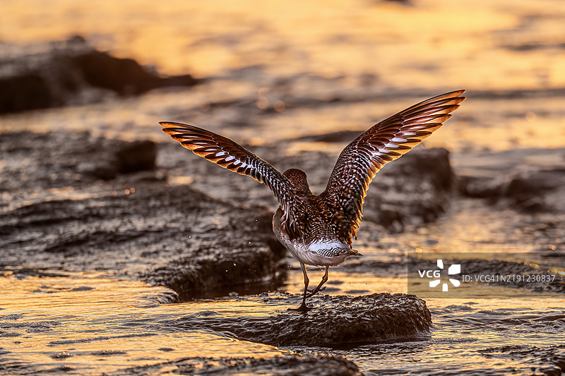 湖面上飞翔的沙鸥特写镜头图片素材