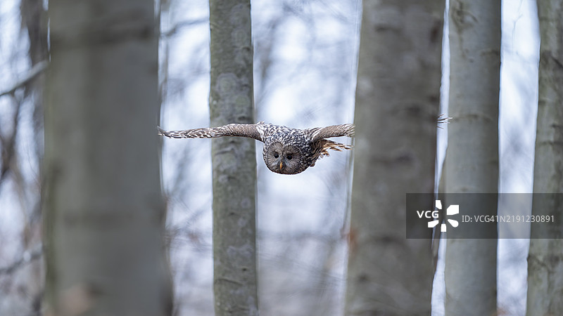 森林中飞翔的猫头鹰特写镜头图片素材