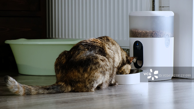 一只猫正在自动喂食器上吃干粮图片素材