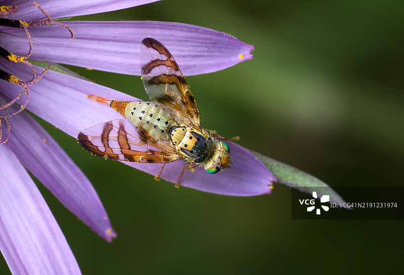 紫色花朵上的昆虫特写图片素材