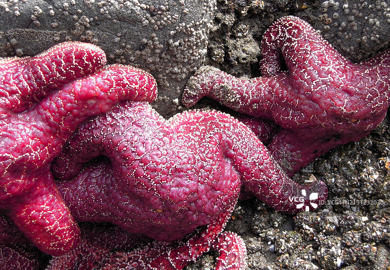 加利福尼亚州穆尔海滩的沙滩上红色石头的高角度视图图片素材