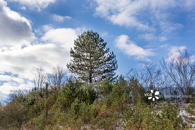 山丘上的松树图片素材