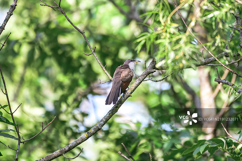 低角度视图的黄嘴杜鹃栖息在树上，俄克拉荷马州塔尔萨，美国图片素材