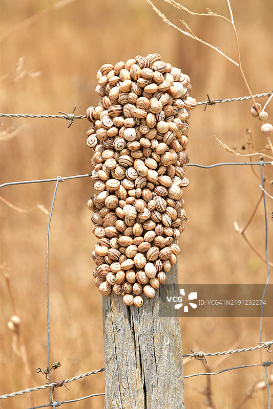 木头上生长的蘑菇特写镜头图片素材