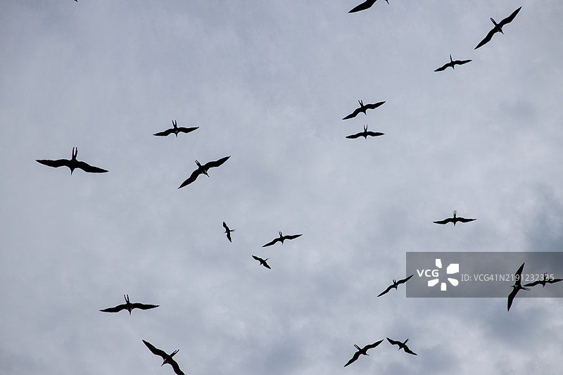 低角度视图的鸟儿在天空中飞翔图片素材
