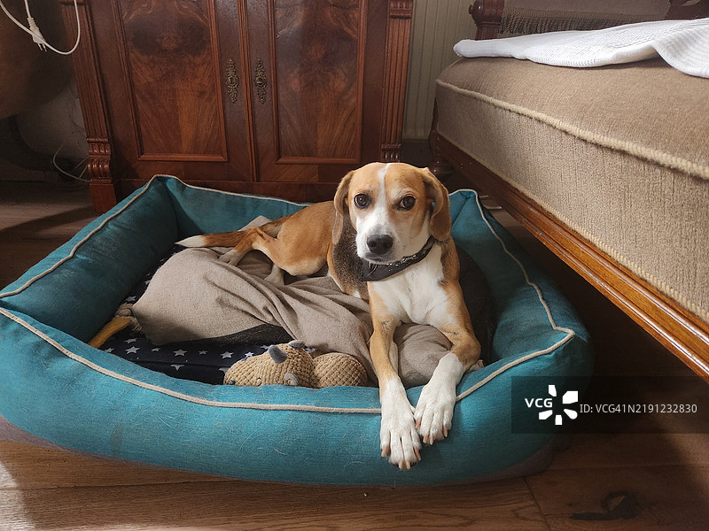 坐在行李箱里的比格犬肖像，德国下萨克森州Gifhorn图片素材