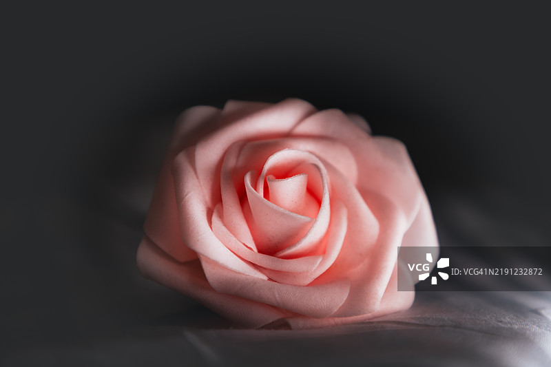 玫瑰特写镜头图片素材