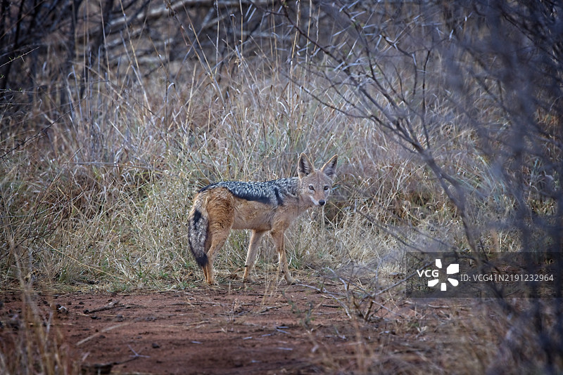 森林中侧面走动的鹿图片素材