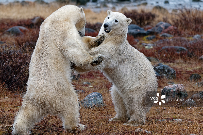 两只北极熊在打闹图片素材