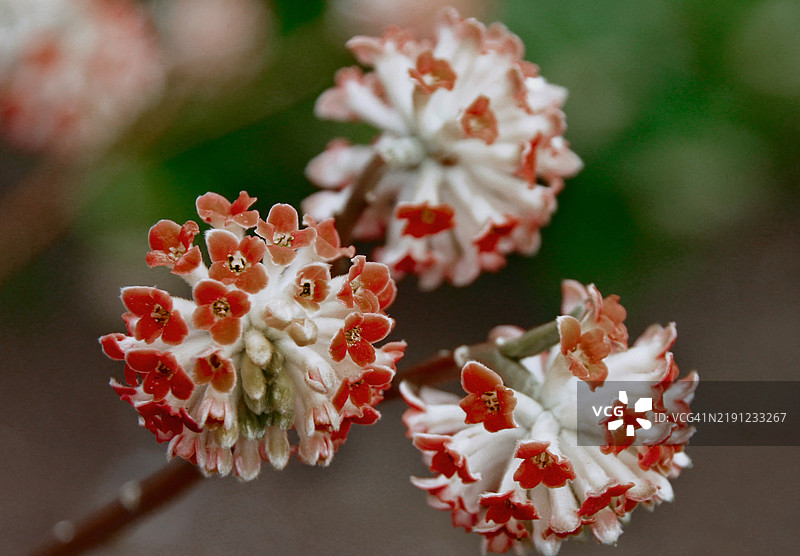 红色开花植物的特写，纽约，美国图片素材