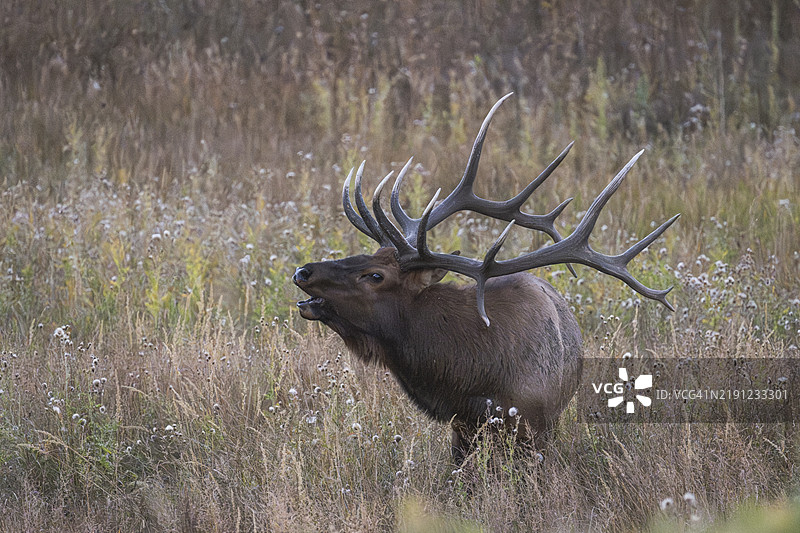 侧面视图的驼鹿站在田野上，科罗拉多州埃斯特斯公园，美国图片素材