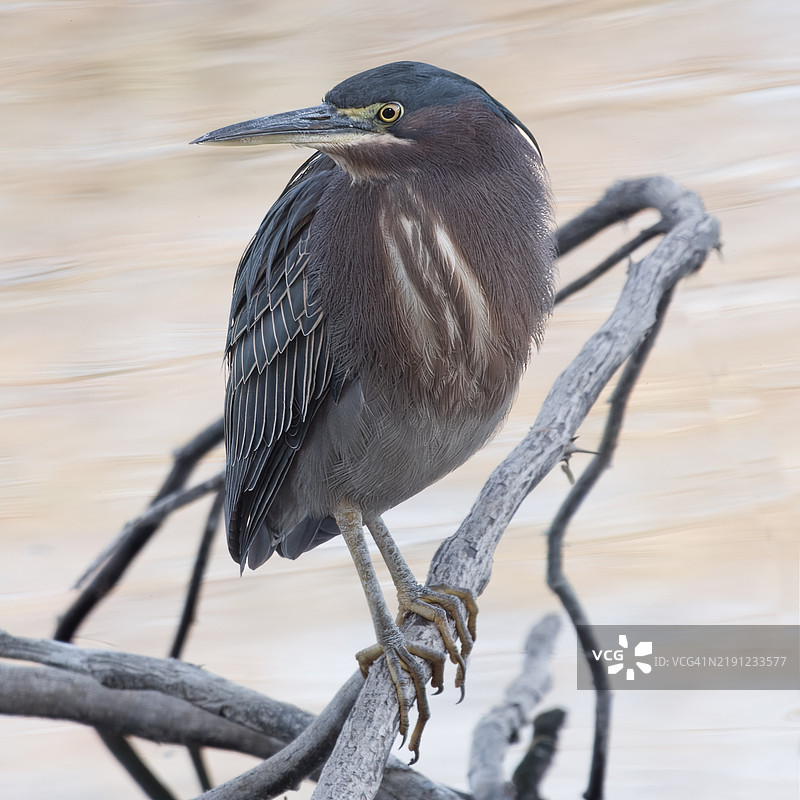 停在树枝上的苍鹭特写，吉尔伯特，美国亚利桑那州图片素材
