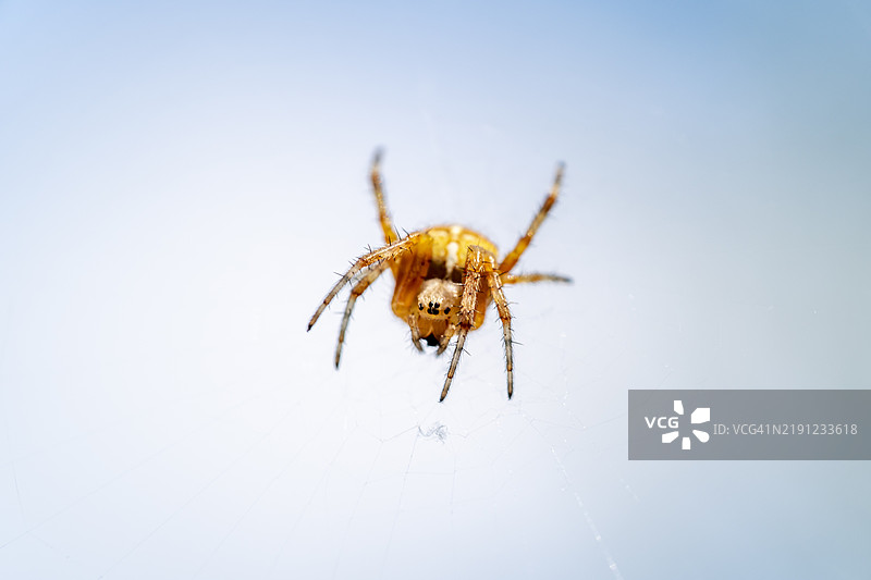 蜘蛛特写图片素材