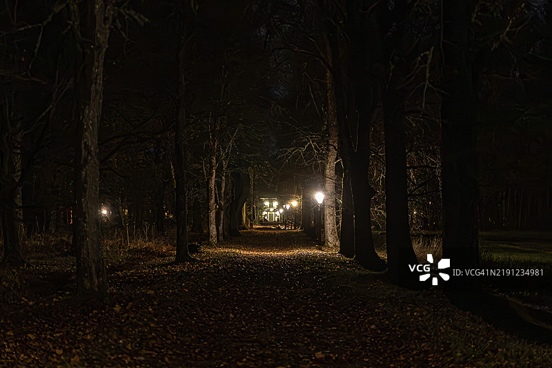 秋天瑞典森林中的树木图片素材