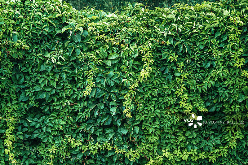 爬藤植物在花园后院形成美丽的绿色墙壁图片素材