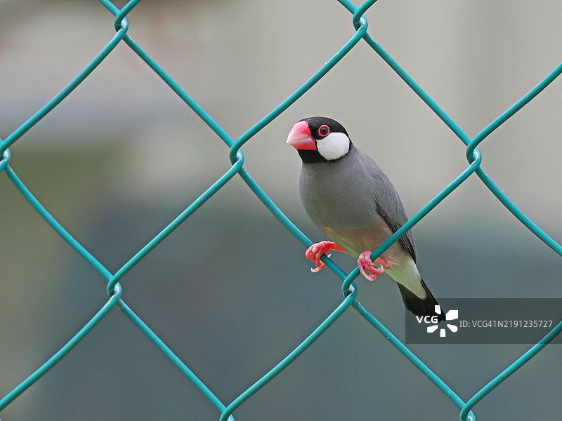 歌曲麻雀栖息在栅栏上的特写镜头图片素材