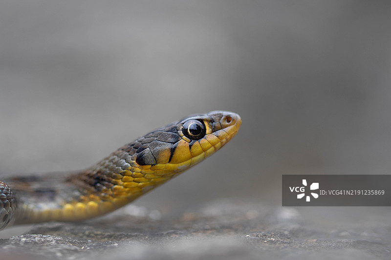 草蛇特写图片素材