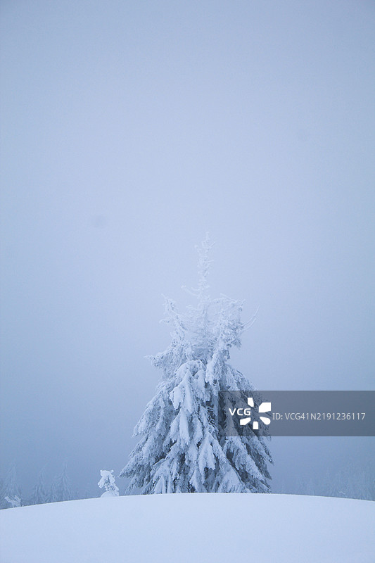 雪覆盖的田野上树木与天空相映成趣图片素材