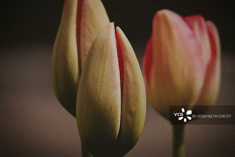 郁金香特写，康科德，新罕布什尔州，美国图片素材