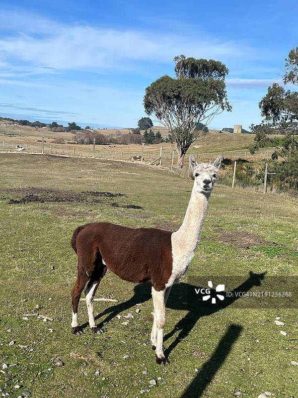 新西兰田野上站着的鹿的肖像图片素材