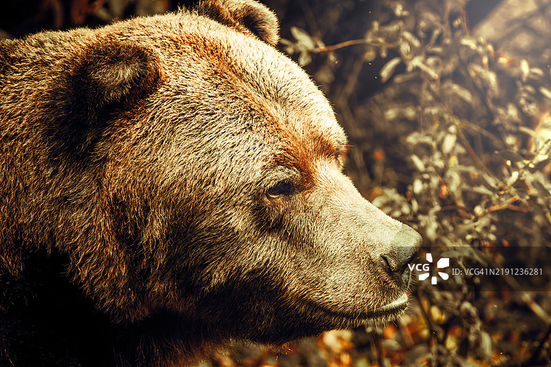 棕色灰熊的特写镜头图片素材