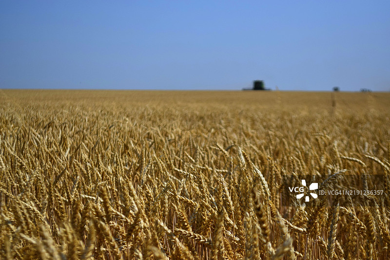 清澈天空下的麦田美景图片素材