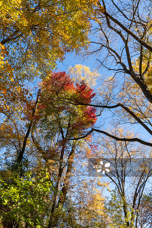 秋天的树木，阿什本，弗吉尼亚州，美国图片素材