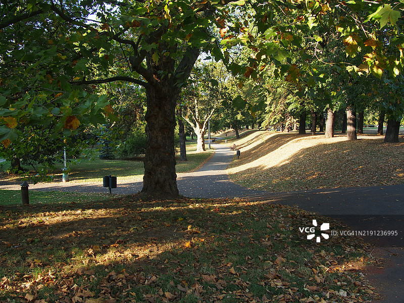秋天公园里的树木图片素材