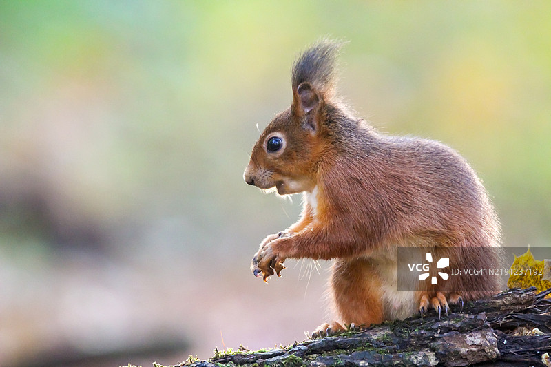 松鼠吃食物的特写镜头图片素材