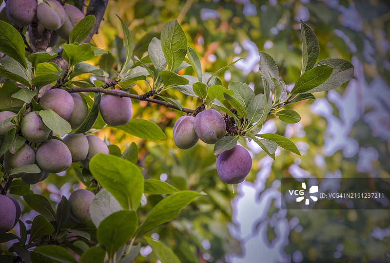 花园里树上的李子图片素材