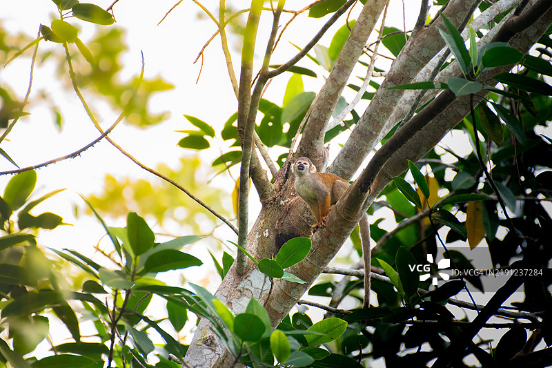 从低角度看树上的猴子，伊基托斯，洛雷托，秘鲁图片素材