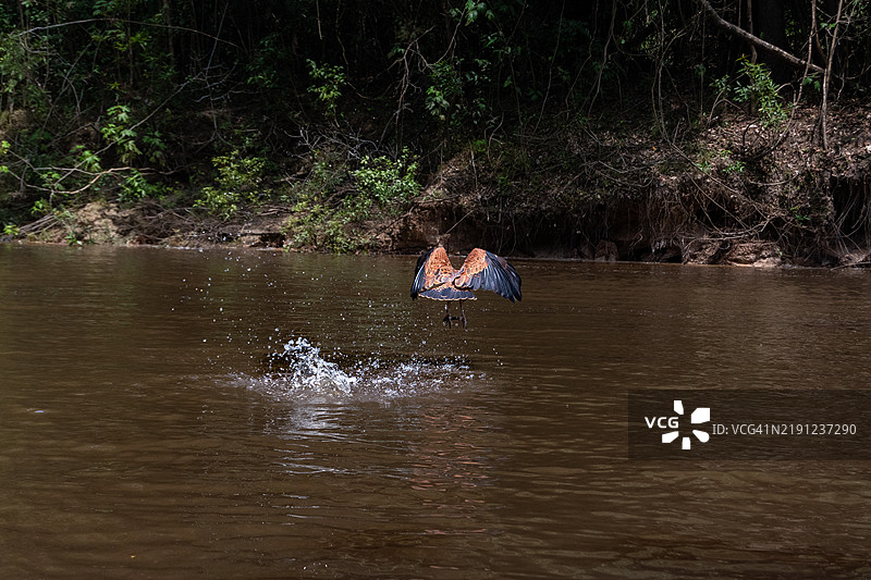 在秘鲁洛雷托的伊基托斯湖上进行风筝冲浪的男子图片素材