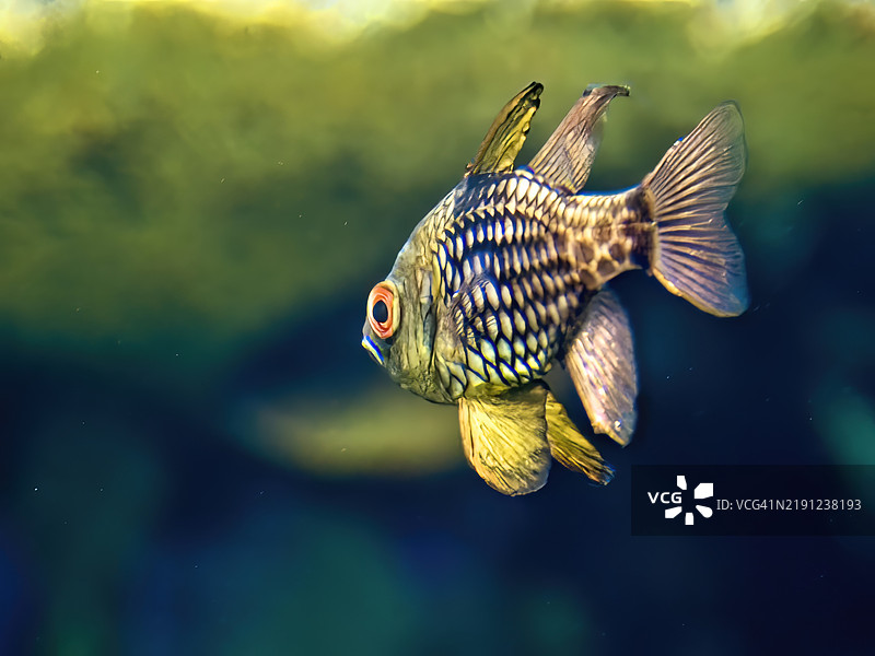 睡衣红雀鱼图片素材