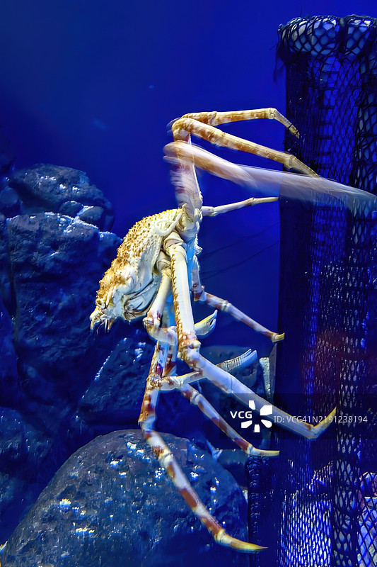 日本蜘蛛蟹图片素材