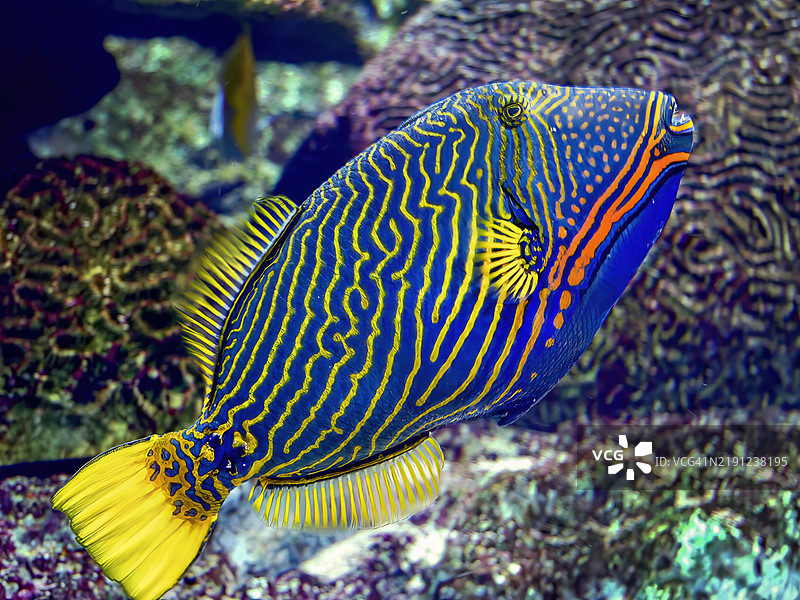 橙线触鱼图片素材