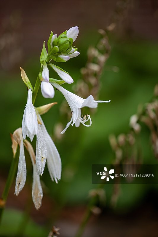 芳香的宽叶百合花图片素材