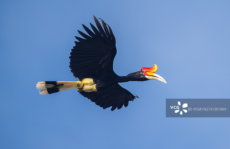 犀鸟（Buceros rhinoceros）在飞行中，马来西亚的国鸟图片素材
