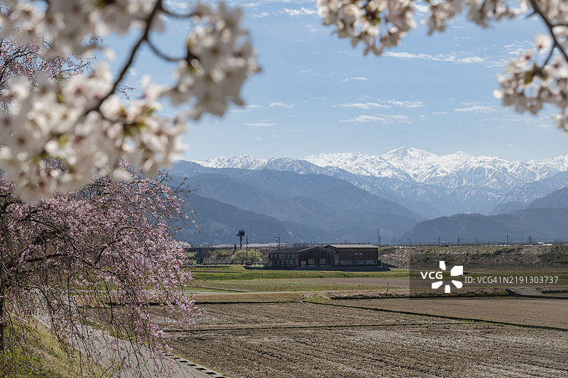 春季雪山与樱花及乡村风景的美景图片素材