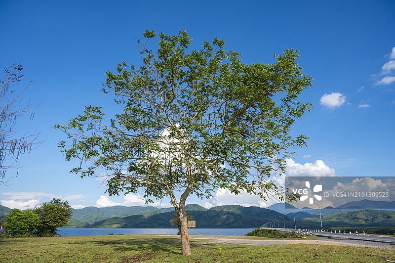 孤独的单棵树矗立在大坝上，四周环绕着山脉图片素材